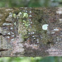 Doona macrophylla Thwaites